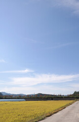 Obraz premium road in the field