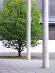 A vivid fresh, green tree, aligned with two pillars, surrounded by a modern abstract architecture of a public building.