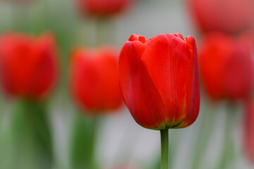 Fototapeta premium red and yellow tulip