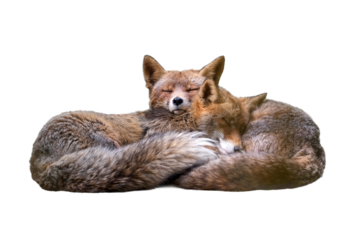 Fox, couple, sleeping. 