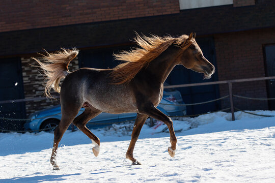 Beautiful arabian chestnut horse running on winter background, portrait in motion