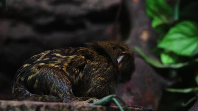 Close-up of a pygmy marmoset. Wild animals.