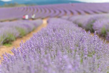 Lavender field