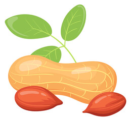 Raw peanut icon. Cartoon natural shell nut
