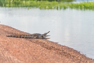 Freshwater Crocodile with mouth open