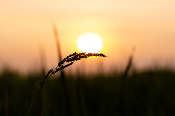 Flowers of grass and orange color of sunset