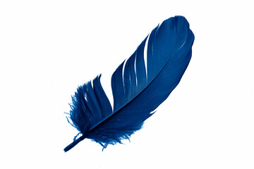 blue goose feather on a white isolated background