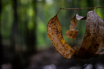 Otra visi&oacute;n de la naturaleza