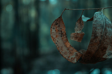 Otra visi&oacute;n de la naturaleza