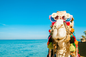 Cheerful camel's face with glasses and a hat on the background of the blue sea. Close-up. Backdrop...