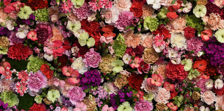 Carnation Flower wall background with amazing red, orange, pink, purple, green and white carnation flowers, Wedding decoration, hand made Beautiful flower wall background	