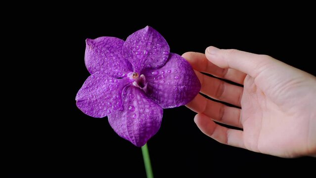 Female Hand Touches Delicate Purple Orchid Petals on a Black Isolated Background. A blooming violet heliotrope orchid flower with dew drops on the petals sways on a black background. Happy Emotions.