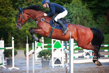 Show jumper with a brown horse jumping over an ox, close-up from the side..