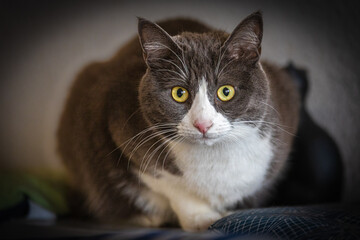 gray and white cat portrait