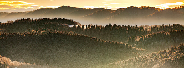 Misty landscape with mixed forest in warm sunlight of sunset