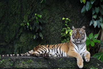 Naklejka na ściany i meble Close up Indochinese tiger is beautiful animal and dangerous in forest