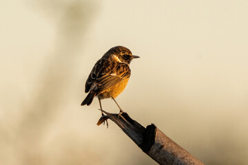 The European stonechat (Saxicola rubicola) is a small passerine bird that was formerly classed as a subspecies of the common stonechat.