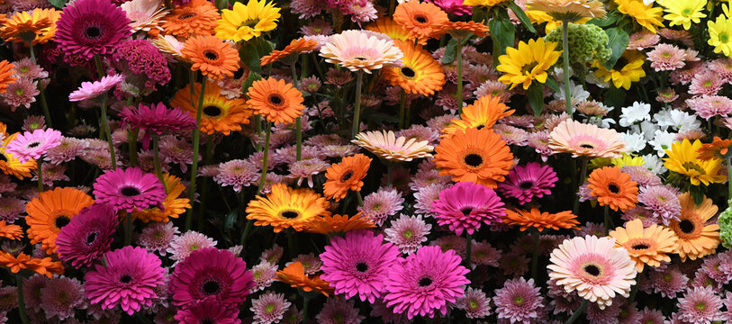 Various color gerbera flower background wall. Flower wall backgrounds. urban jungle wall. Valentine or Mother's day backgrounds. Colorful flower backgrounds.