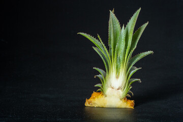 Ripe mini baby pineapple over dark background