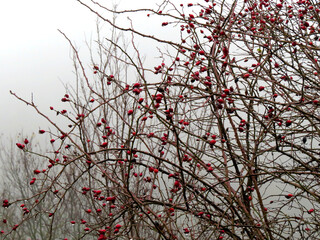 Red dog rose (Rosa canina) rosehip berries from close on leafless bush in front of gloomy winter sky