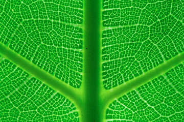 close up of green leaf for background