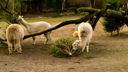 Lamy Warszawskie zoo © Pabarte