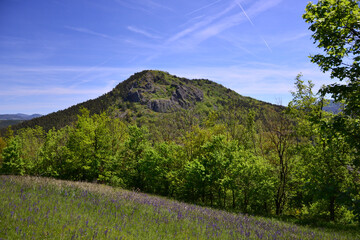 View of a field with butterfly lavender (Lavandula stoechas pedunculata), with old volcanoes in background. It grows in nature, at the edge of a path that winds through the mountains of Haute-Loire.