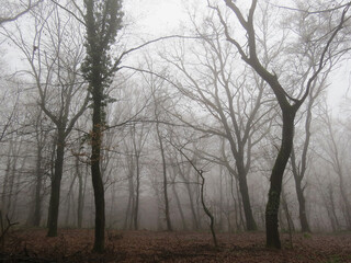 Mysterious tree silhouette in dark foggy forest with ivy growing