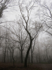 Mysterious tree silhouette in dark, foggy forest in winter time