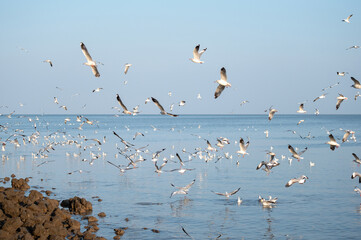 Black-headed gulls (Lasus atlanticus) in flight on seaside
