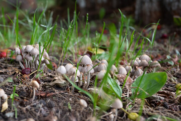 Naklejka na ściany i meble poisonous psilocybin mushrooms toadstools in the forest, mycelium, close-up