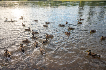 a lot of wild ducks swim near the shore in the lake, splashing, selective focus