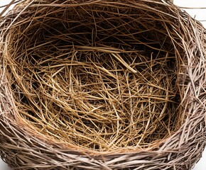 bird nest, close-up view