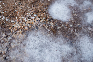 Texture of seashells in ice. Seashore close up