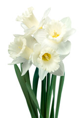The spring cute whitr daffodils