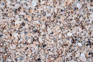 Texture of seashells in ice. Seashore close up
