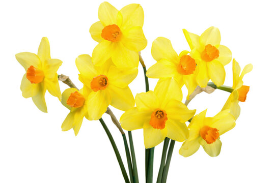 The spring cute yellow daffodils