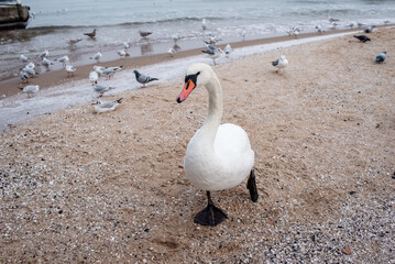 Closeup shot of a beautiful white swan on the shore of the winter sea. Wild bird on the background...