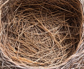 bird nest, close-up view