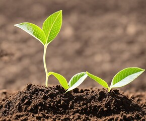 Fototapeta premium green plant in soil