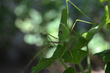 Grasshopper