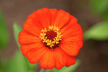 Close up of single, orange colored, blooming zinnias flower . High quality photo