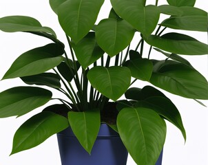 green plant in a pot on a white background