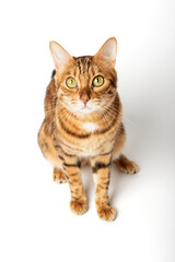 Bengal cat color rosette on gold on a white background.