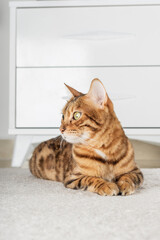 Charming red cat lies on the floor in the room.
