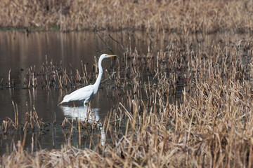 An Egret Hunts in a Pond