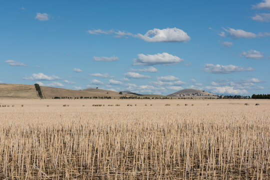 Dry paddock of stubble after harvest