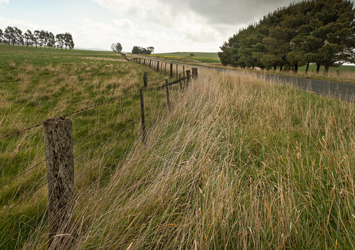 windswept grasses