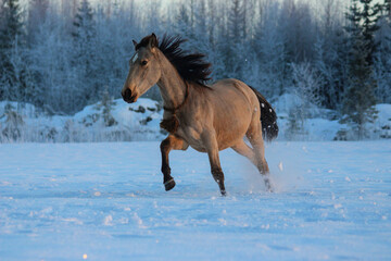 Fototapeta na wymiar horse in snow, horse in the field in winter