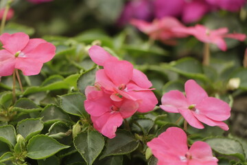 Bright pink impatiens hawkeri, the New Guinea impatiens, in bloom